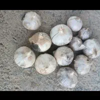 موسیر