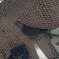 ۱طوطی راهب نر مولد