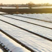 فوم ضد سرمای بوته ها ودرختان|خدمات باغبانی و درختکاری|داراب, |دیوار