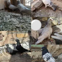 کبوتر پرشی