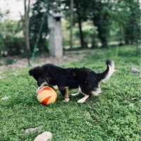 فروش. سگ|سگ|فومن, |دیوار