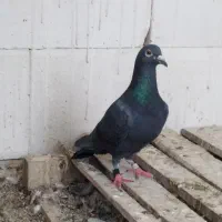 نر زاغ گرفتنی مال مسابقات پارسال