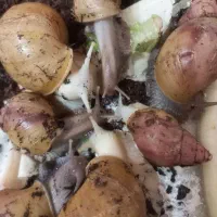 حلزون