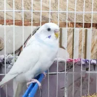 مرغ عشق سخنگو