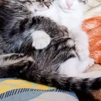 واگذاری گربه