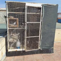 گنجهکفتر ضخیم ومحکم