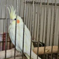 عروس هلندی یکساله رام/جوجه دون خور/رام|پرنده|هشتگرد, شهرک ایران خودرو|دیوار