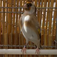 جفت سهره نر و ماده