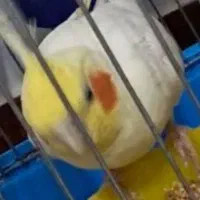 طوطی برزیلی عروس هلندی جوجه و مولد تک و جفت موجوده|پرنده|علیآباد کتول, |دیوار