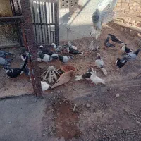 کبوتر تعداد بیست عدد