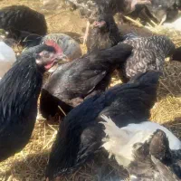 ۱۰۰ عدد نیمچه ۳ ماهه