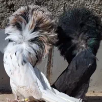 پلاکی سرخ وزرد جاکوبین بخارا