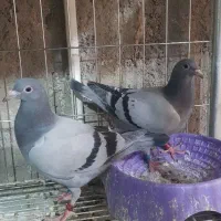 جوجه مسافتی همراه با شجره