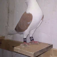 دوبال .پشتدار