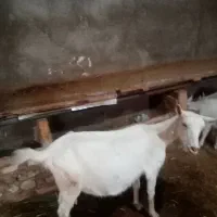 بز سانن|حیوانات مزرعه|تایباد, |دیوار