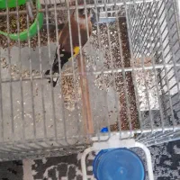 سهره نر معاوضه با قناری