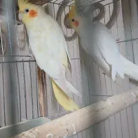 عروس لوتنیو کبوتر زاغ