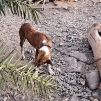 سگ نگهبان|سگ|کهنوج, |دیوار