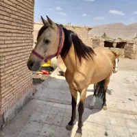اسب|اسب و تجهیزات اسب‌سواری|زرند, |دیوار