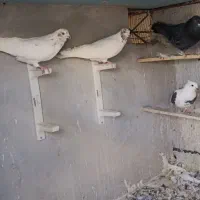 کبوتر تهرانی پرشی