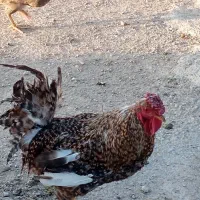 خروس خوب
