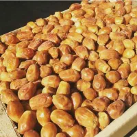 قصب خرمای زاهدی