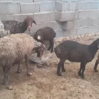میش و بره