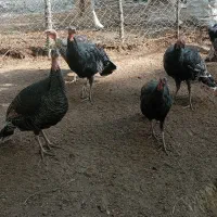 بوقلمون جوان|پرنده|گرگان, |دیوار