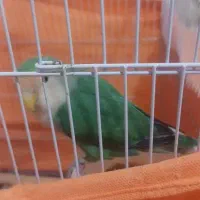 جفت طوطی برزیلی بسیار سالم وسرحال باقفس بزرگ|پرنده|چالوس, |دیوار