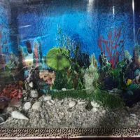 آکواریوم|ماهی|لنگرود, |دیوار