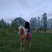 اسب نریان به رنگ سمند یال و دم شسته ۶ساله|اسب و تجهیزات اسب‌سواری|هشترود, |دیوار