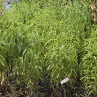 نهال بادام با باردهی مطمئن،انتخاب آینده دار|خدمات باغبانی و درختکاری|محمدیه-قزوین, |دیوار