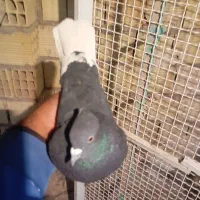 زاغدمسفید|پرنده|رفسنجان, |دیوار