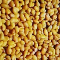 تخم علف بم کشاورز نمونه با بذری بینظیر