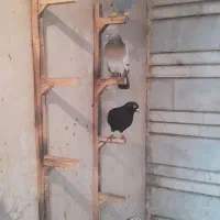 کبوتر|پرنده|شیراز, گلشن|دیوار