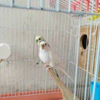 یک جفت مرغ عشق به همراه قفس