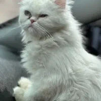 واگذاری گربه پرشین