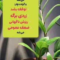 قرص کودگیاهی|گل و گیاه طبیعی|اردبیل, |دیوار
