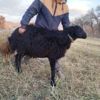 بره قوچ|حیوانات مزرعه|اراک, |دیوار