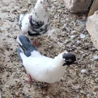 کبوتر خوش رنگ و پرشی