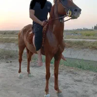مادیان عرب حمدانی
