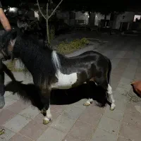فلابلا نریون اسب