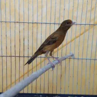 قناری سرخ سوخته وپرتقالی نرمست شلاقی