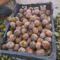گردو|خدمات باغبانی و درختکاری|دهدشت, |دیوار