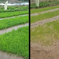 کود آلی 17 عنصره NPKS افزایش توناژ و اصلاح خاک