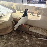 کفتر چپ سیاه ماده