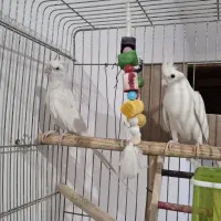 سه جفت عروس هلندی مولد معاوضه با گرینچیک