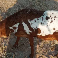 بره