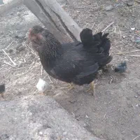 مرغ گلین با ۴ جوجه گلین درجه ۱ نزدیک ۱ هفته