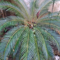 نگهداری گل و گیاه محوطه سازی باغچه حیاط